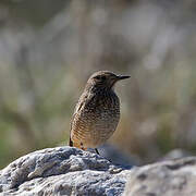 Common Rock Thrush