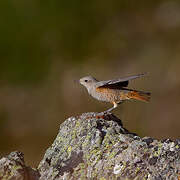 Common Rock Thrush