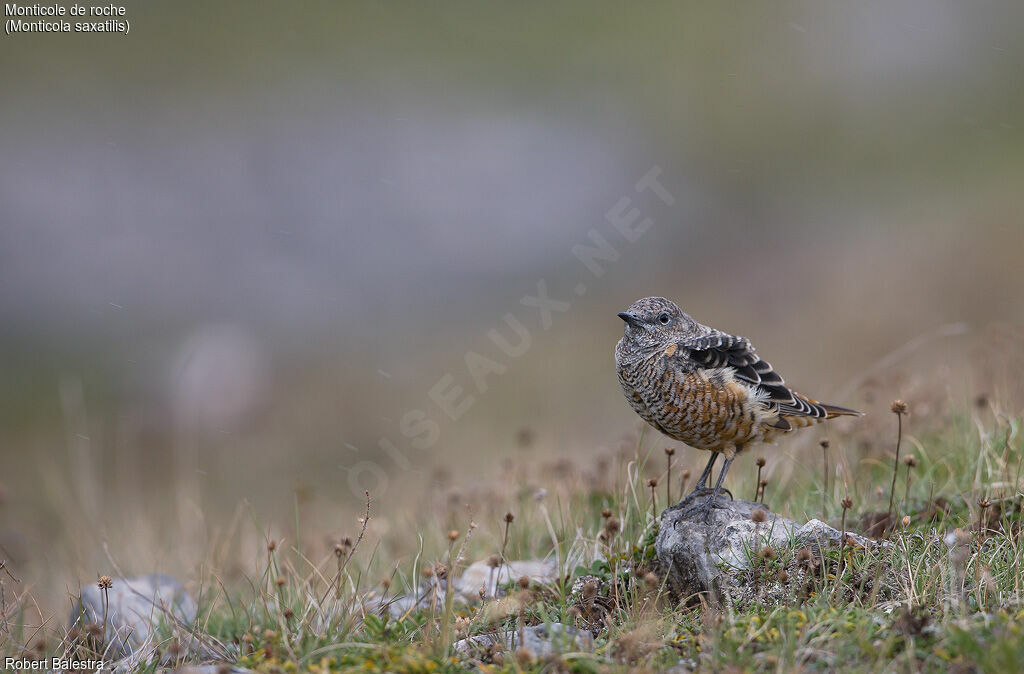 Common Rock Thrush