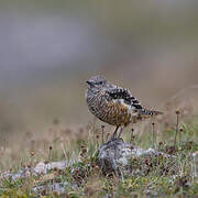 Common Rock Thrush