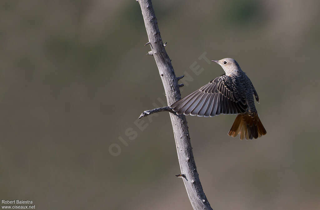 Common Rock Thrushjuvenile, Flight