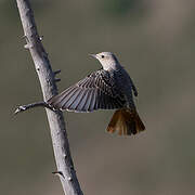 Common Rock Thrush