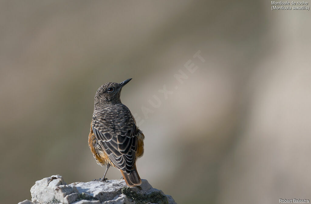 Common Rock Thrush