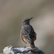 Common Rock Thrush