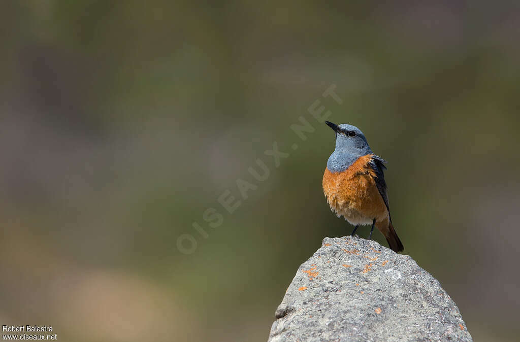 Sentinel Rock Thrush male adult breeding, identification