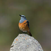 Sentinel Rock Thrush