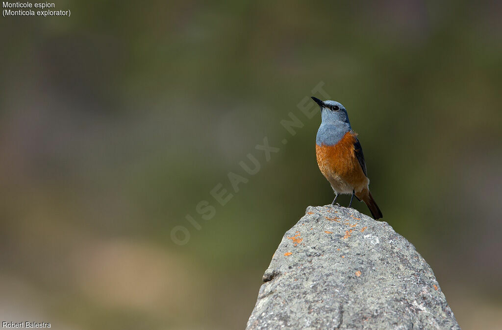 Sentinel Rock Thrush