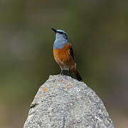 Sentinel Rock Thrush