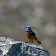 Sentinel Rock Thrush