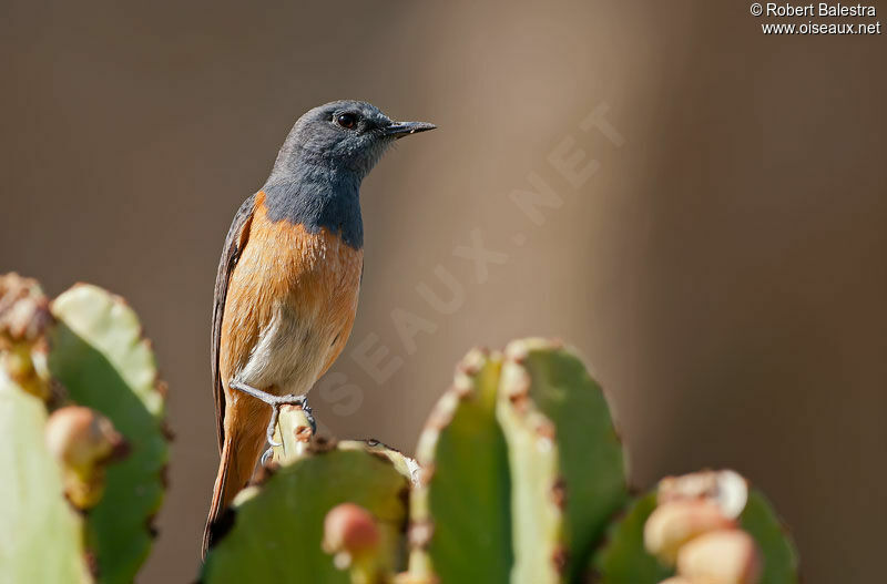 Little Rock Thrush