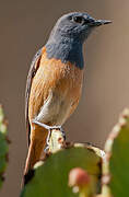 Little Rock Thrush