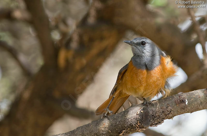 Little Rock Thrush