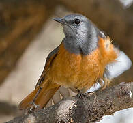 Little Rock Thrush