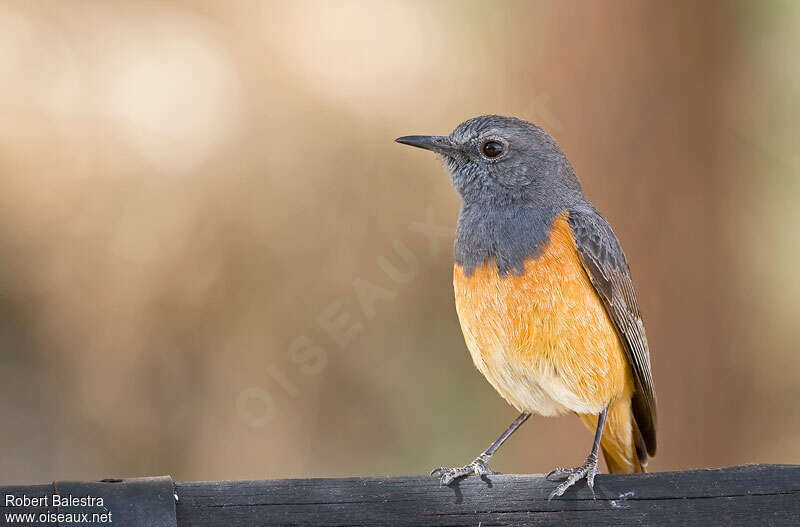 Little Rock Thrush male adult, identification