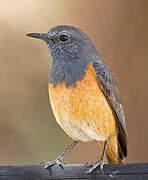 Little Rock Thrush