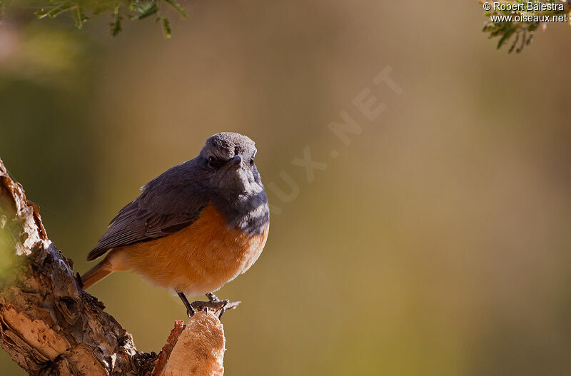 Little Rock Thrush