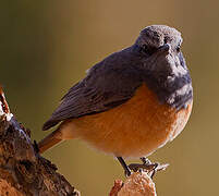 Little Rock Thrush