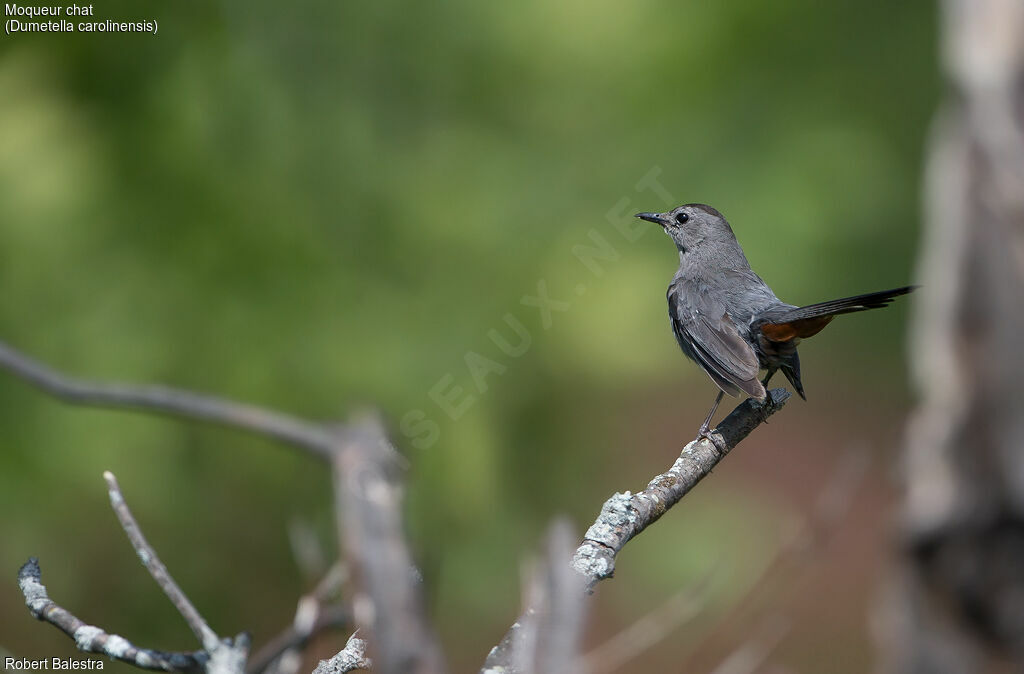 Grey Catbird