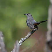 Grey Catbird