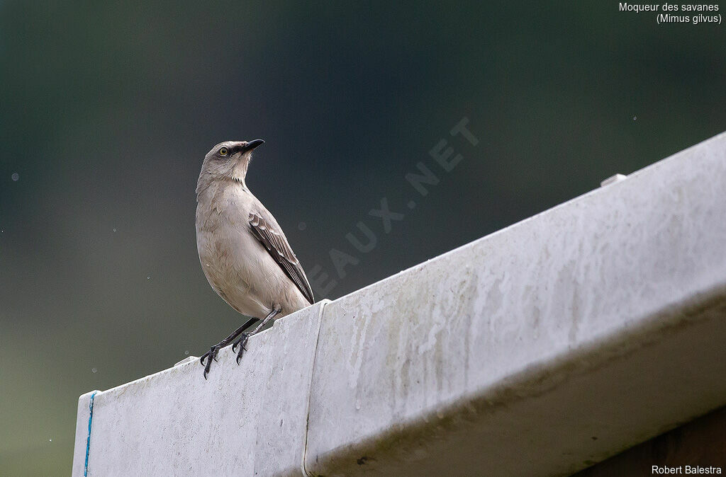 Tropical Mockingbird