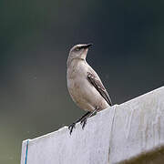 Tropical Mockingbird