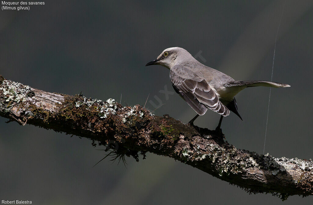 Tropical Mockingbird