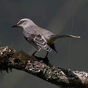 Tropical Mockingbird