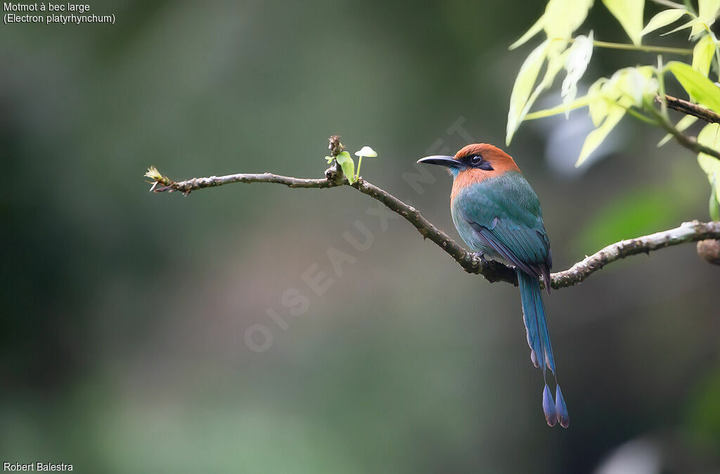 Motmot à bec large