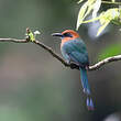 Motmot à bec large