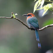 Broad-billed Motmot