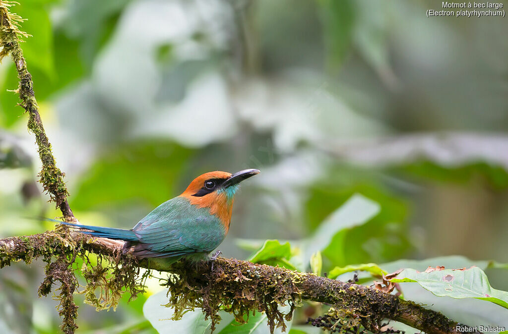 Motmot à bec large