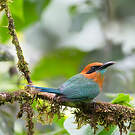Motmot à bec large