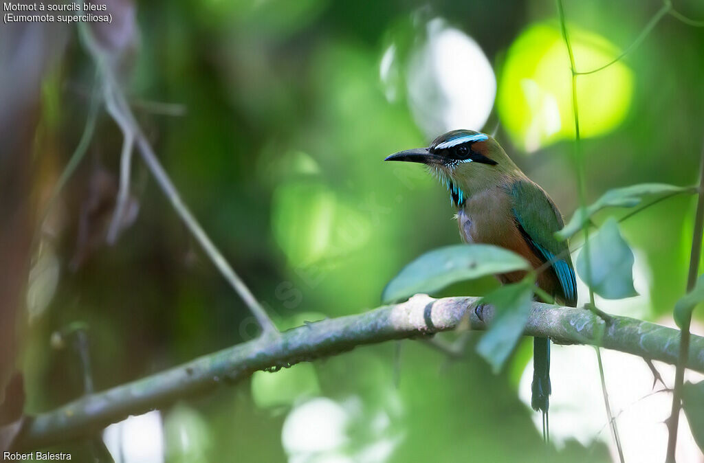 Motmot à sourcils bleus