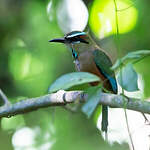 Motmot à sourcils bleus