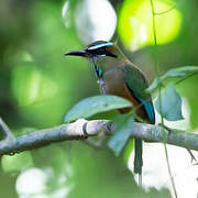 Turquoise-browed Motmot