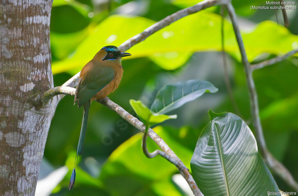 Whooping Motmot