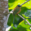 Motmot caraïbe