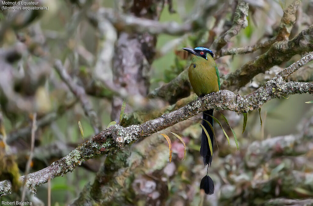 Motmot d'Équateur