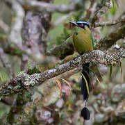 Andean Motmot