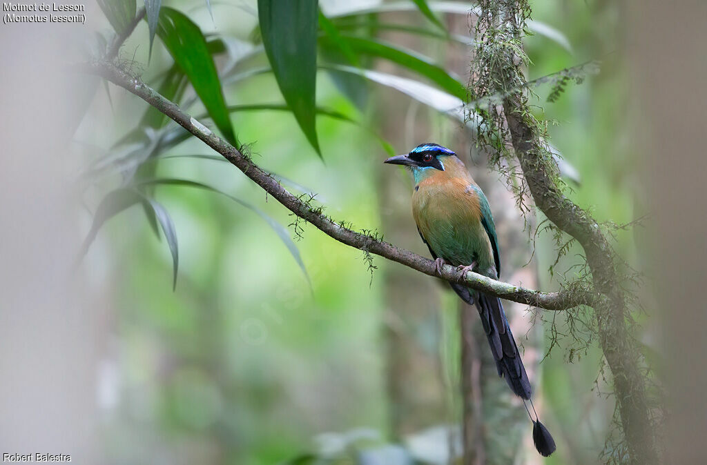 Motmot de Lesson