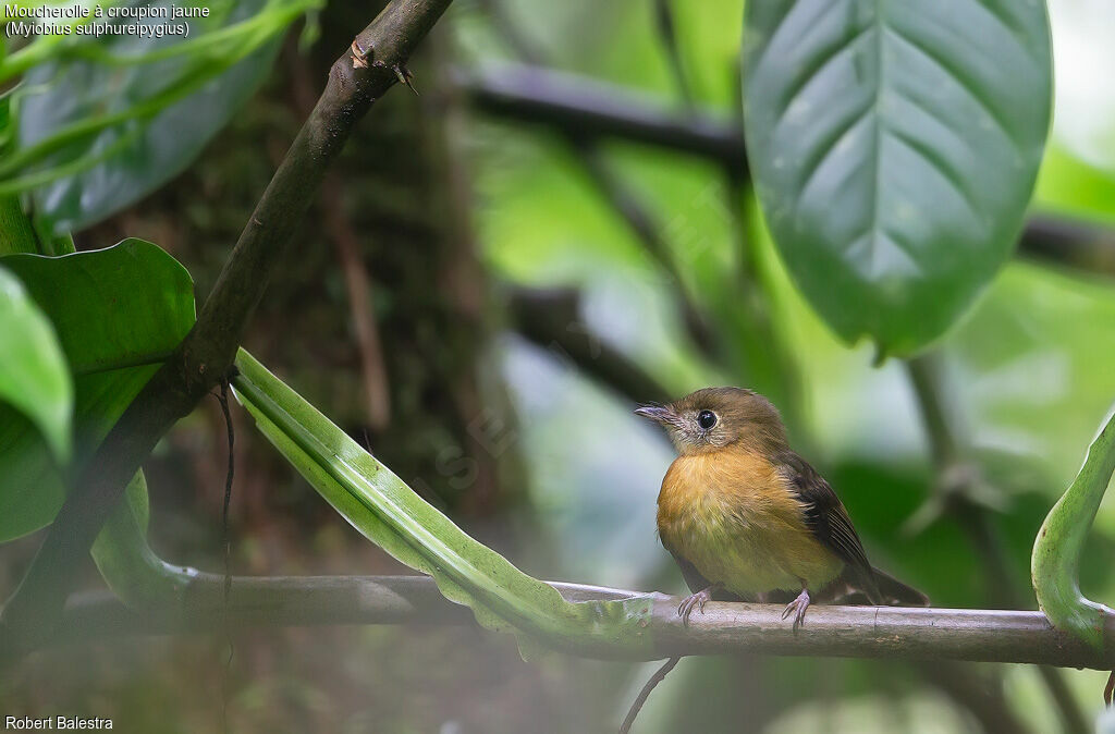 Sulphur-rumped Myiobius