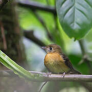 Sulphur-rumped Myiobius