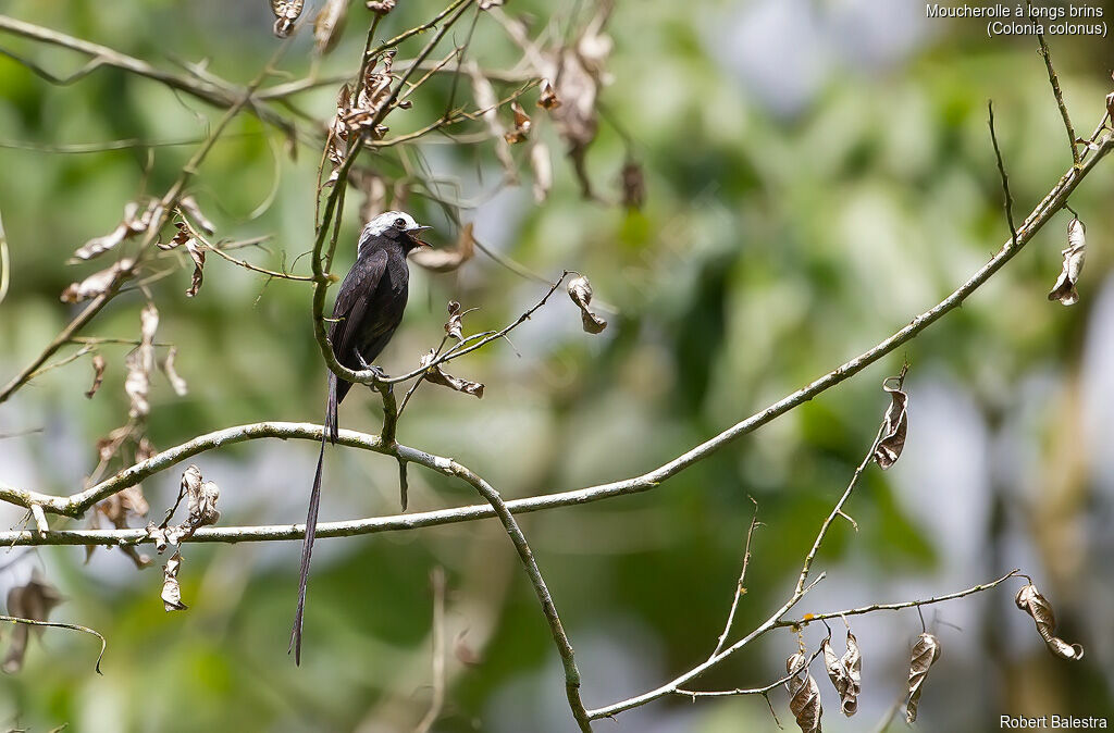 Long-tailed Tyrant