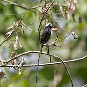 Long-tailed Tyrant