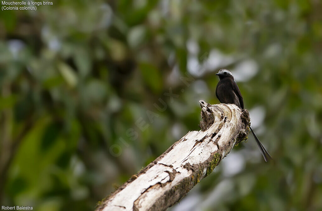 Long-tailed Tyrant