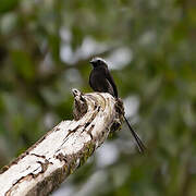 Long-tailed Tyrant