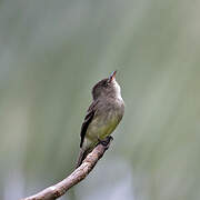 Northern Tropical Pewee