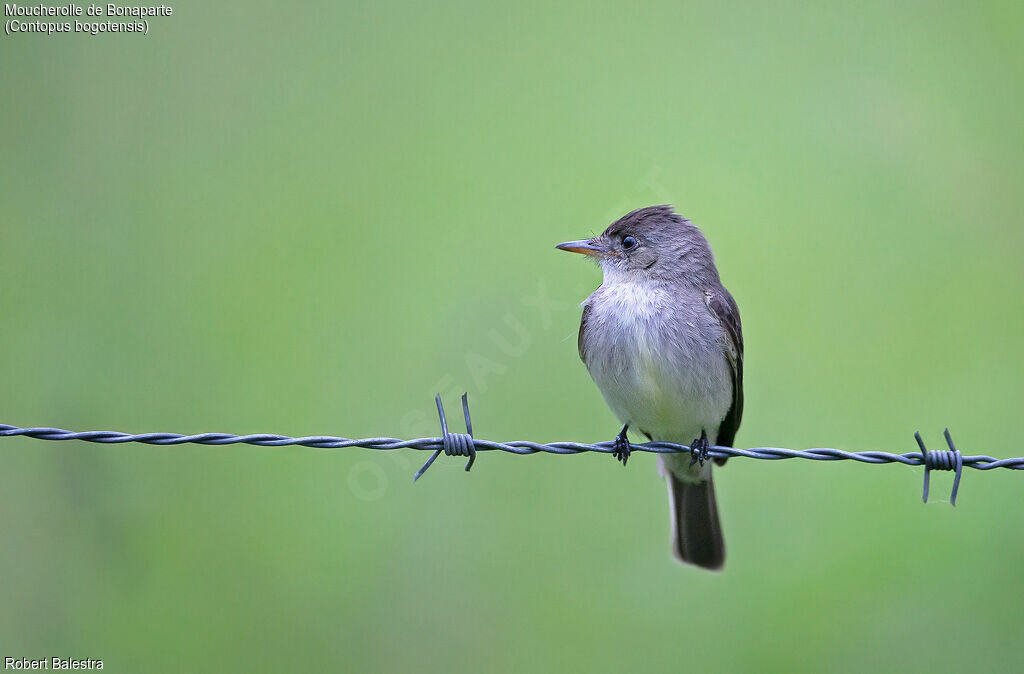 Northern Tropical Pewee