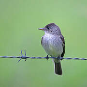 Northern Tropical Pewee