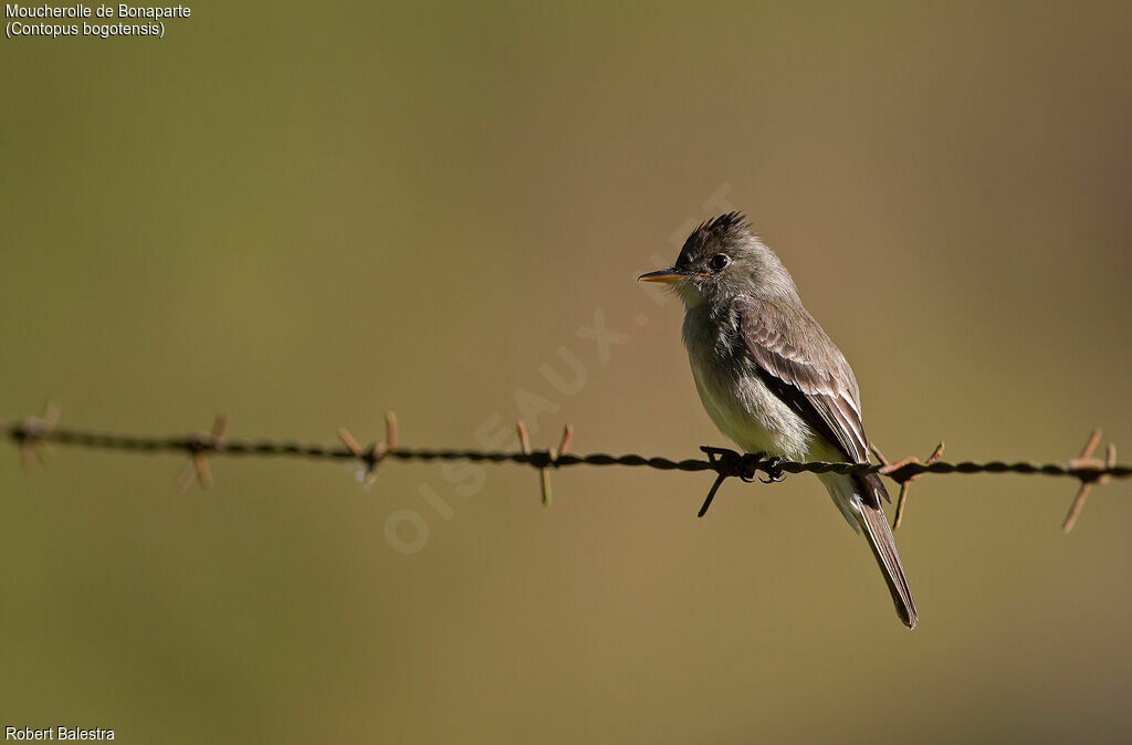 Northern Tropical Pewee